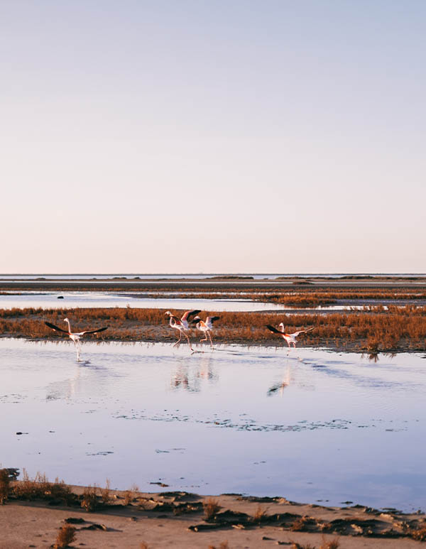 Á Arles et en Camargue, SUR LES TRACES DE NOS RÊVES D’ENFANTS